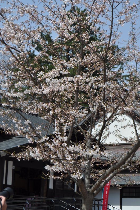 Hirosaki Cherry Blossom festival 04-28-2012